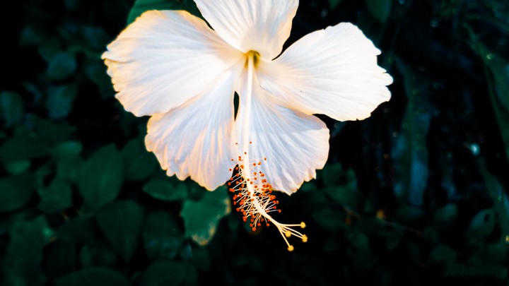 flowering plant