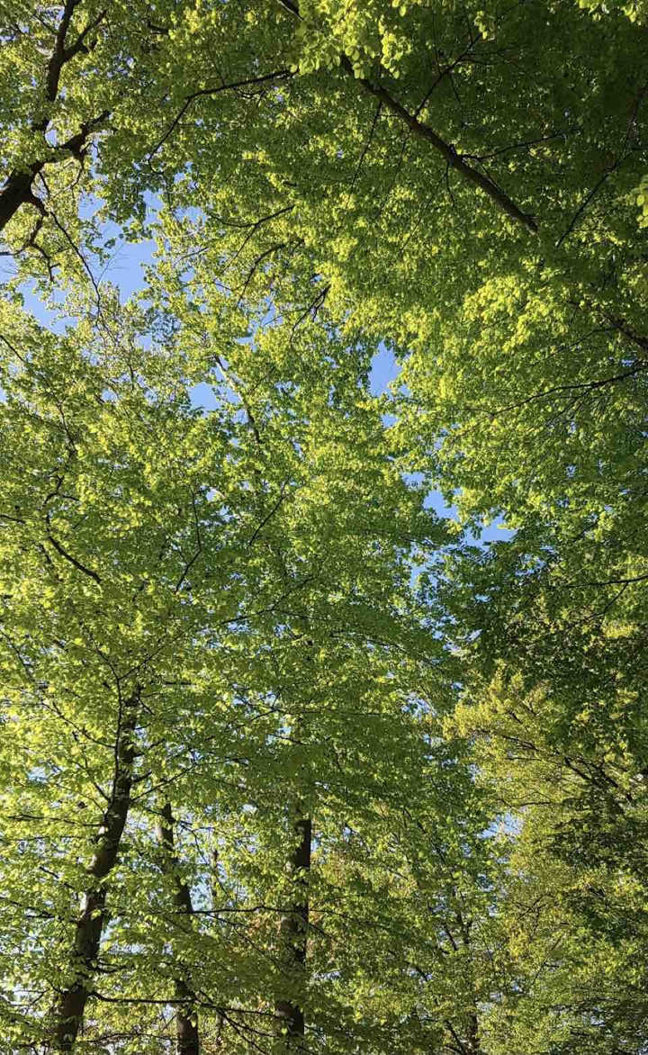 spring