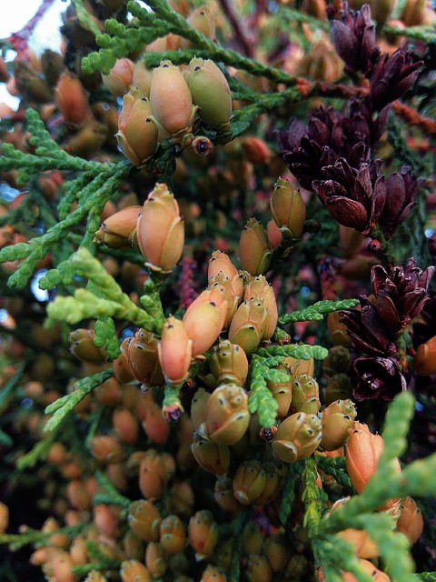 hình nền fruit, longan