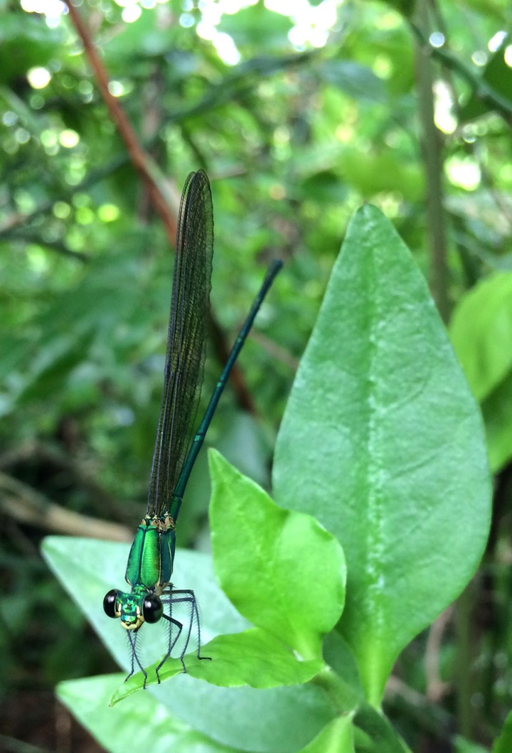 Flying Beauty