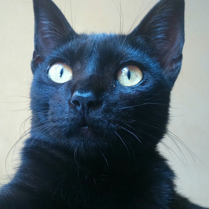 Tizio