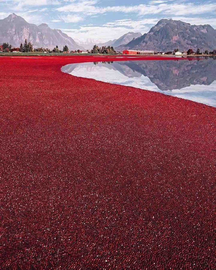 cranberry harvest