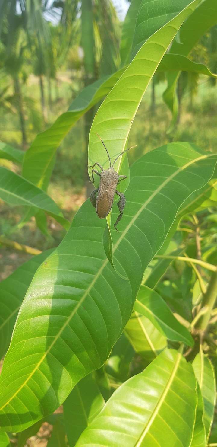 bug