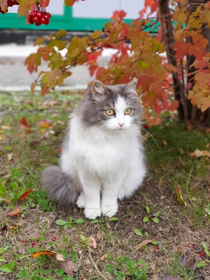 Осенний кот