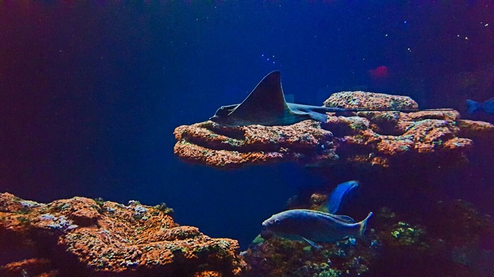 ray