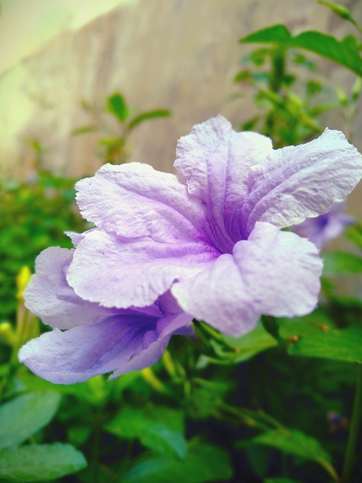 purple flower