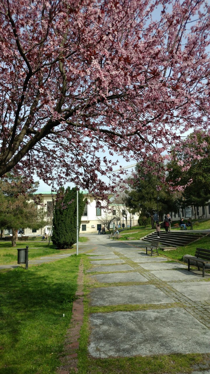 İstanbul University ,spring