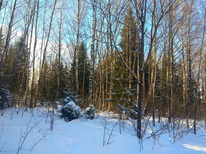 forest