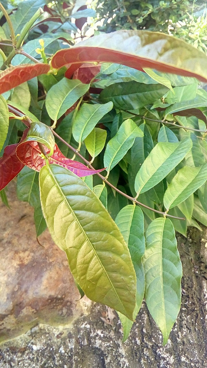 Garden Leaves