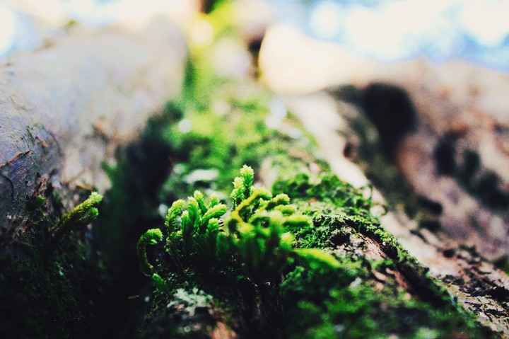 lilliput grass