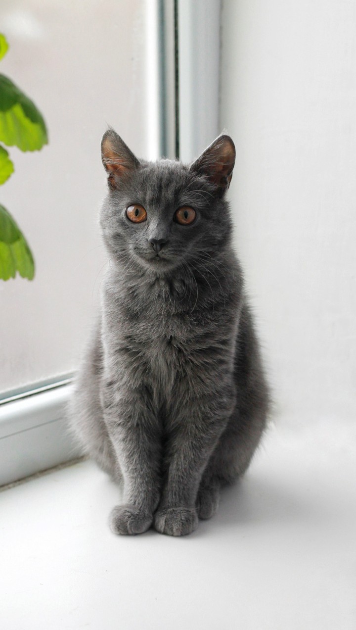 кот