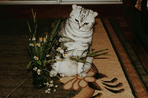 Tom
