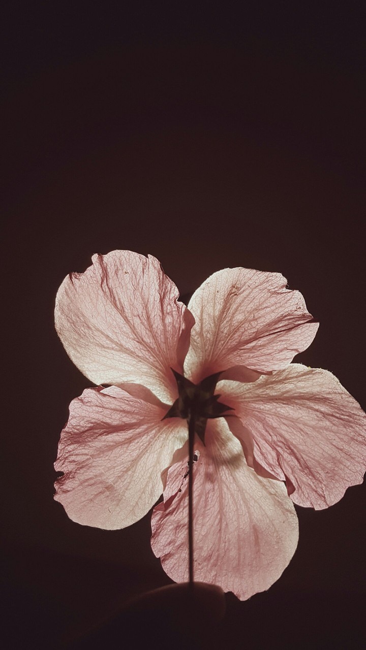 #flowers #hibiscus #rose #hibiscus  quad hd pic