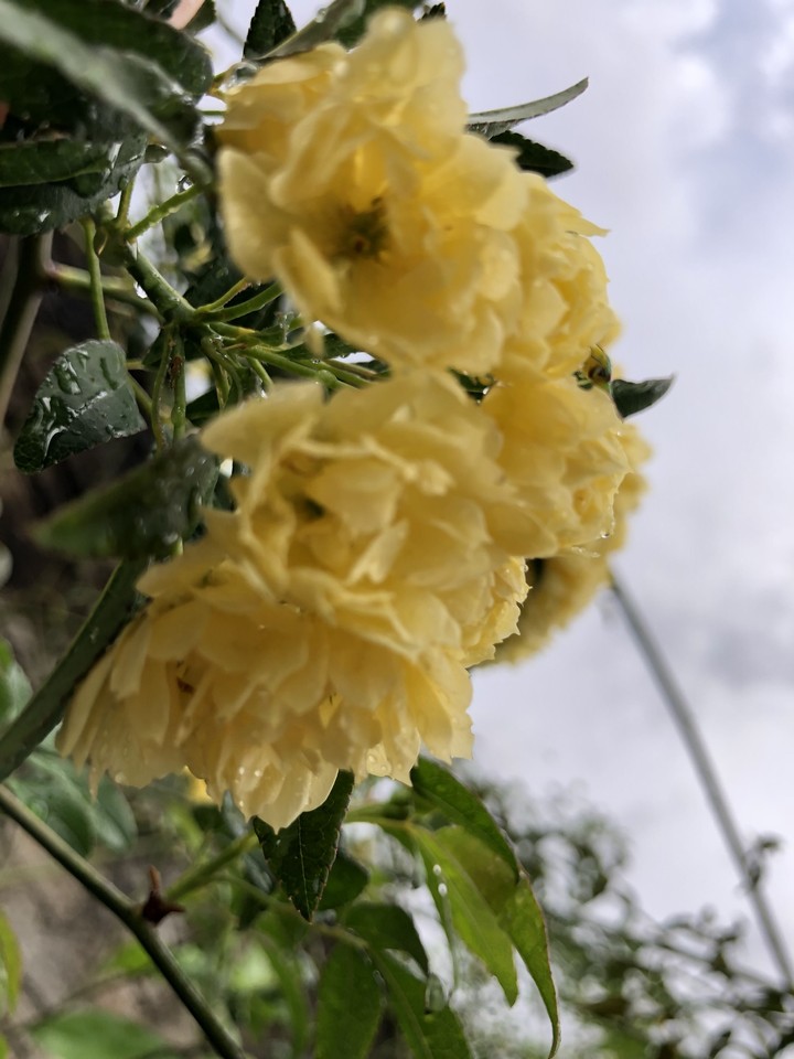 rosa amarela