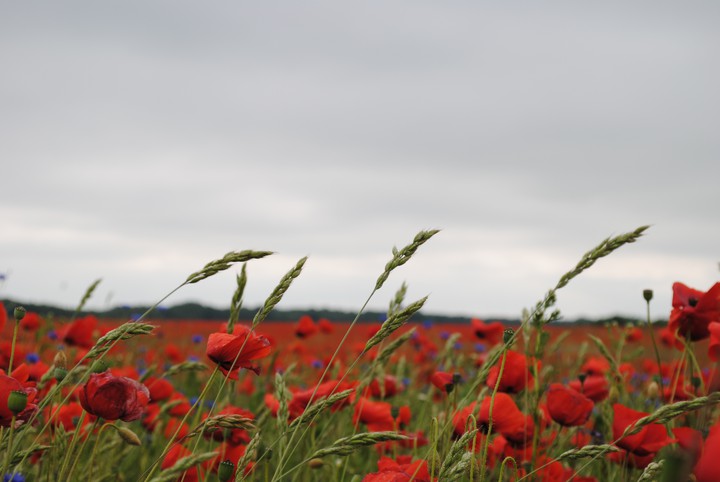 poppies