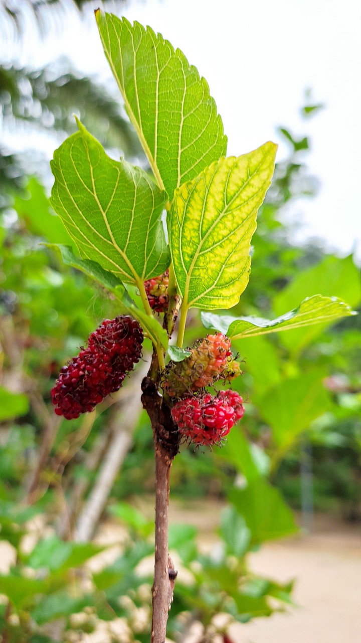 berries