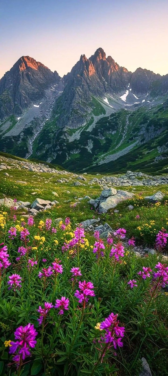 flower, Wilderness Hintergrundbilder