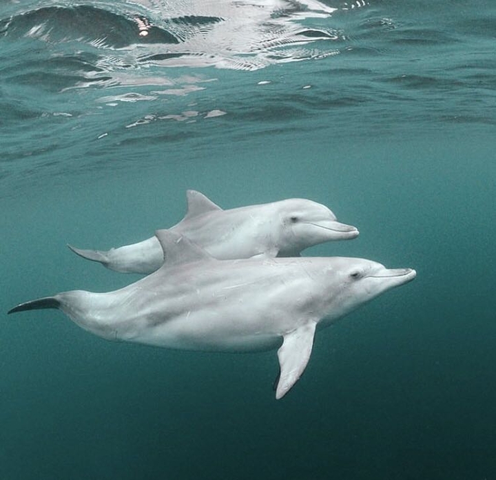 dolphins