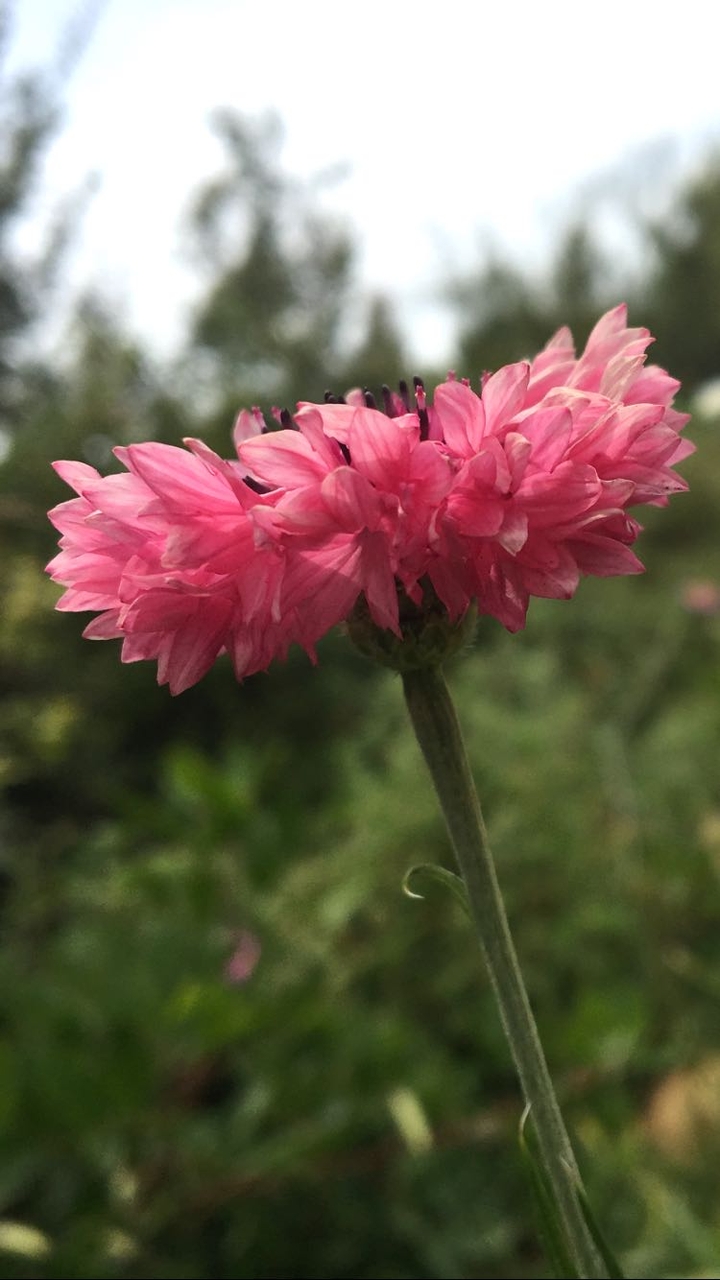 pink flower wallpaper