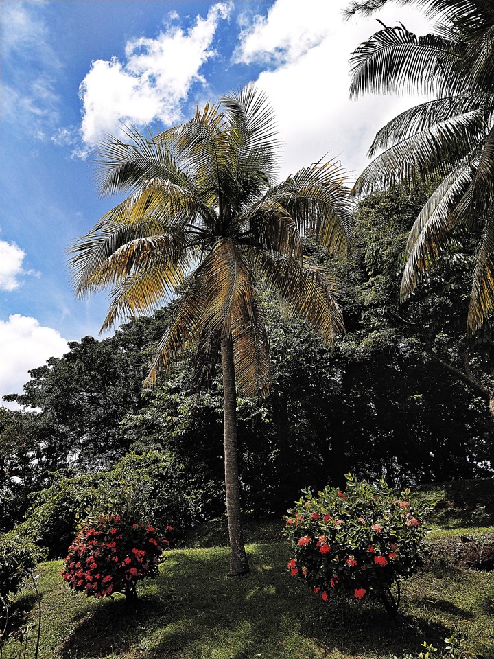 A Coconut Tree