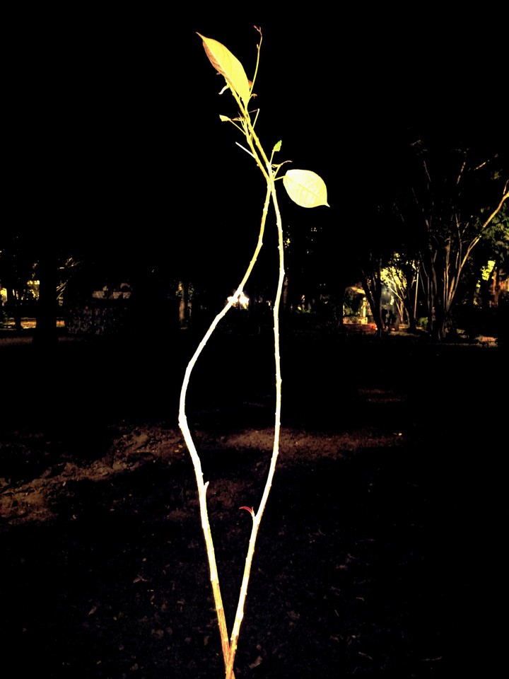 calmness of night