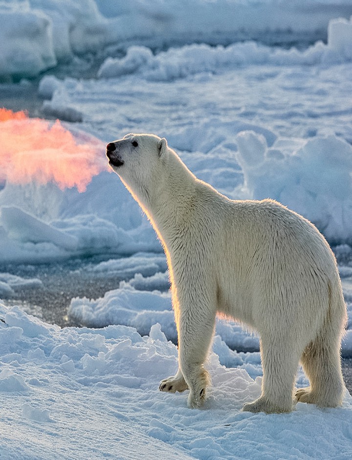 A Cold Day in Antarctica a Polar Bear Life