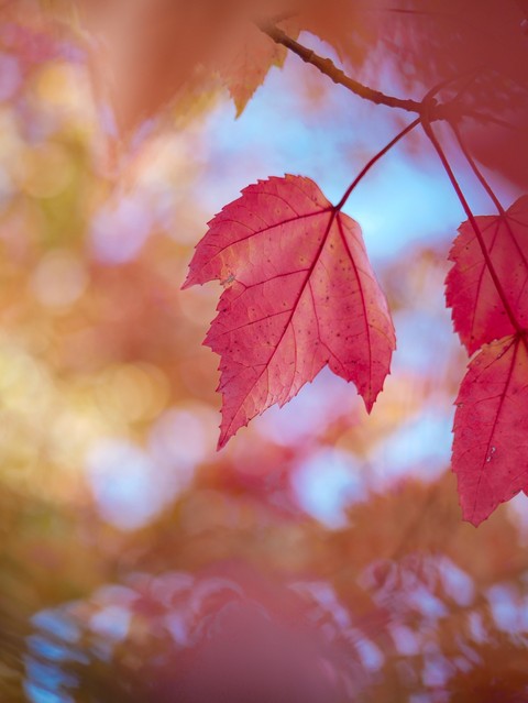 ταπετσαρίες twig, Autumn