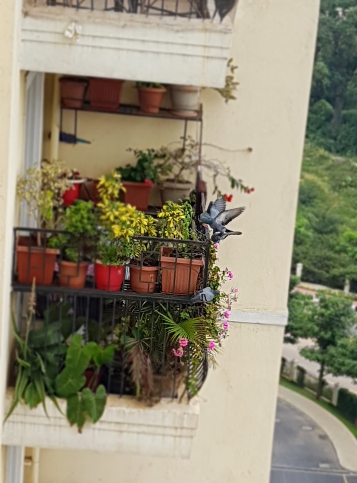 kitchen garden