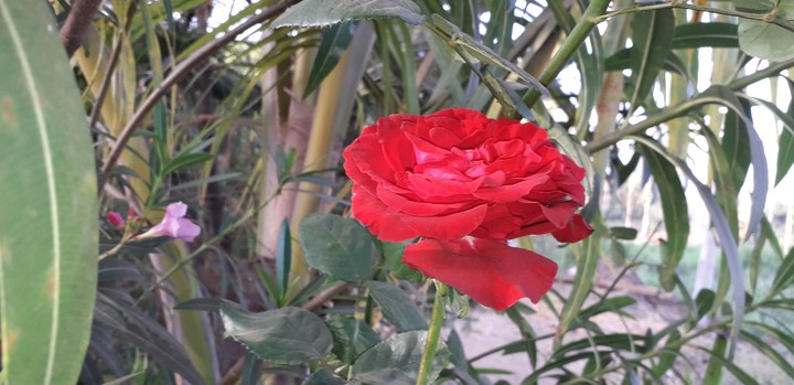 rose