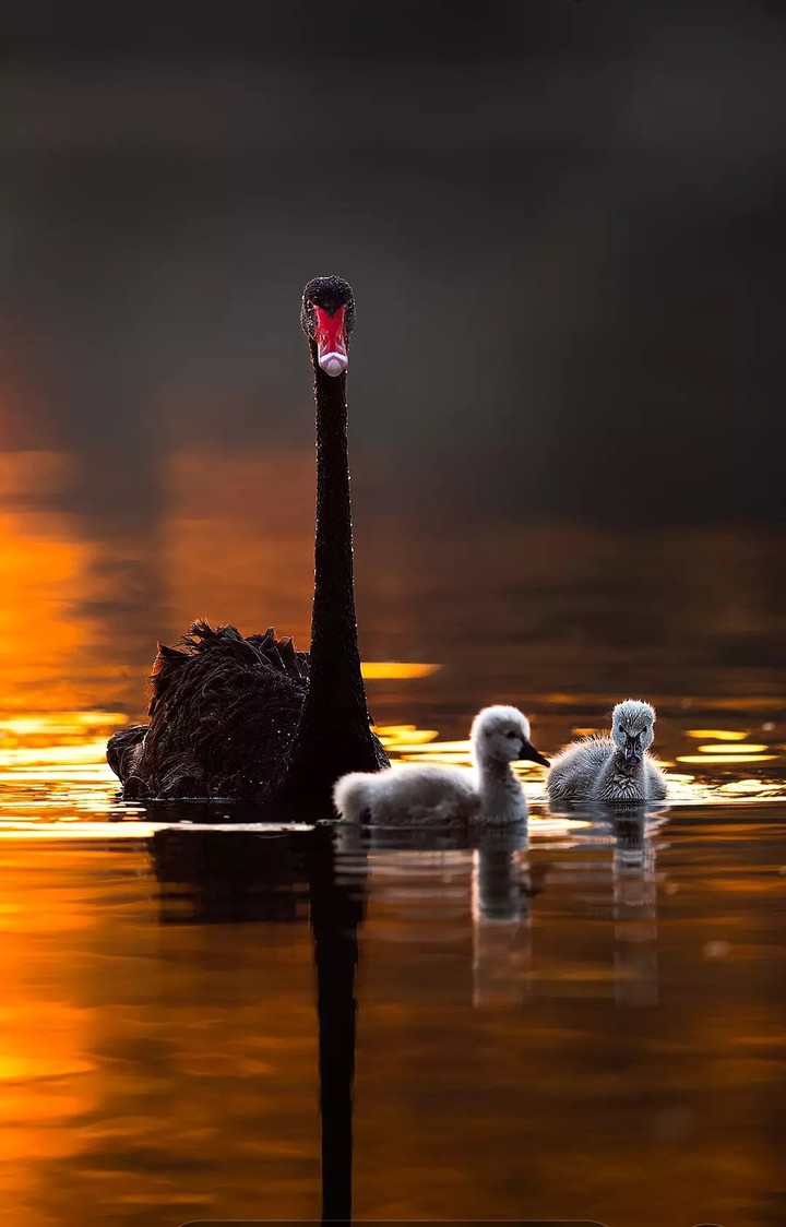 Swan kids