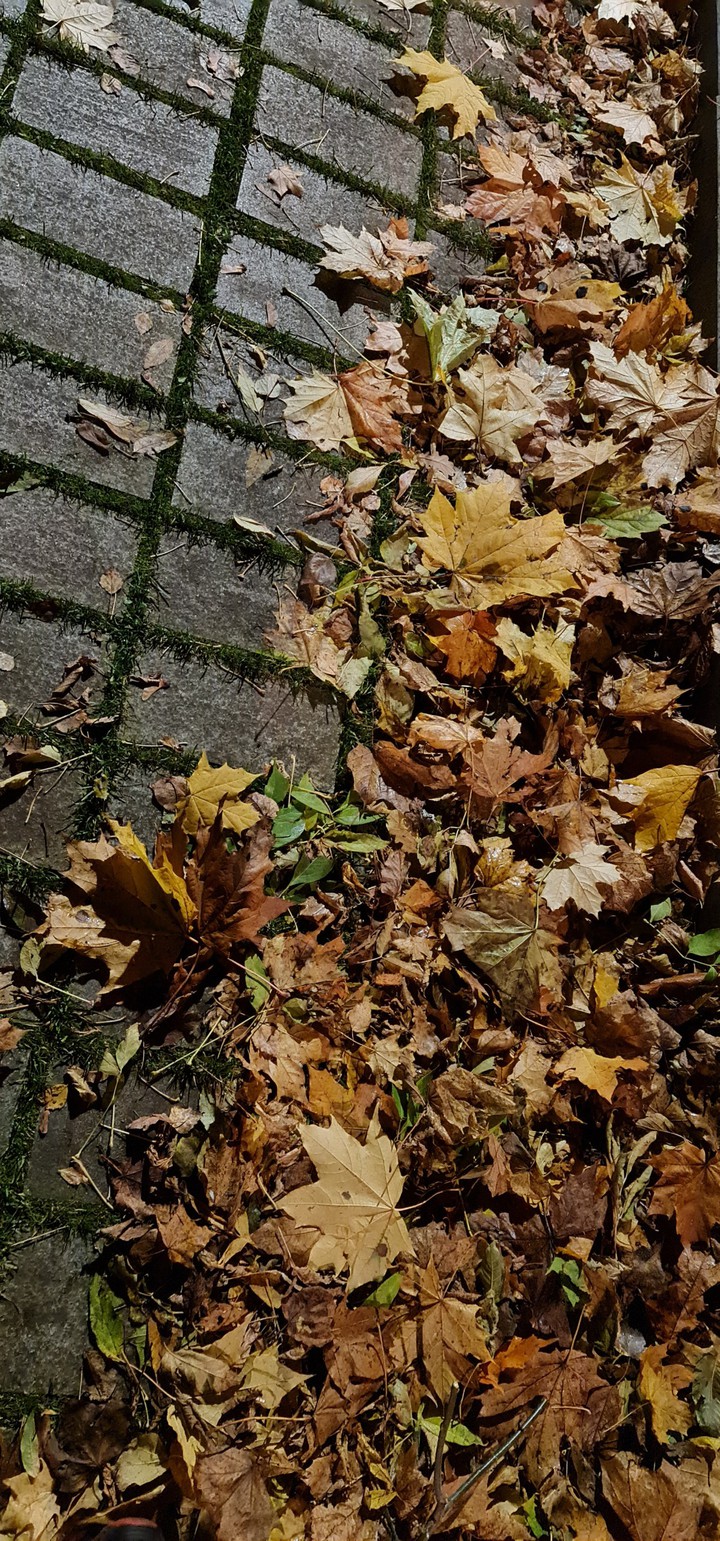 Leaves