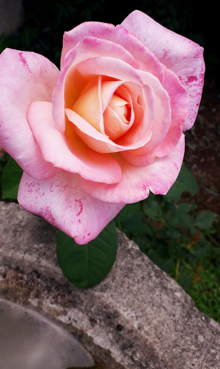 pink rose