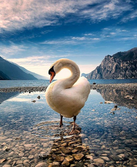 duck..