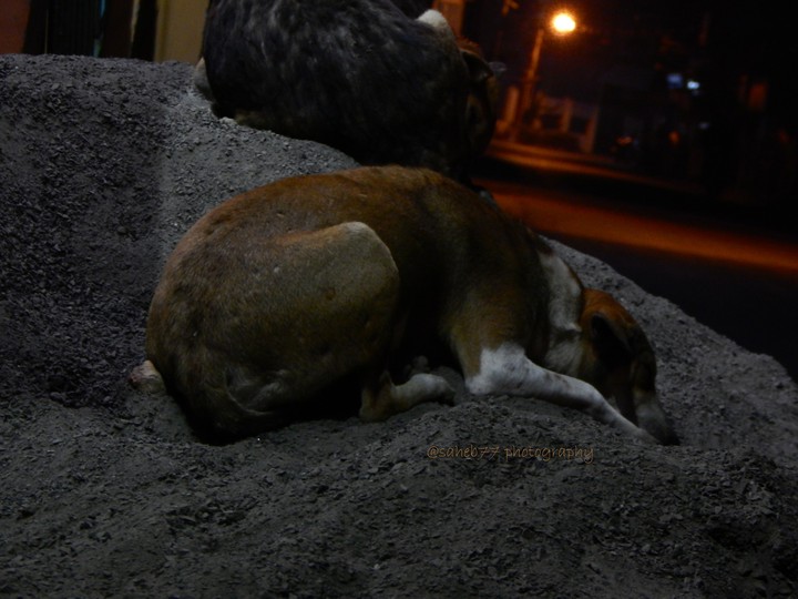 after a day at least they take rest