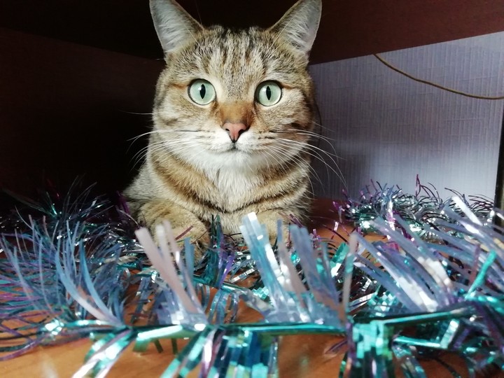 Котя и Новый год