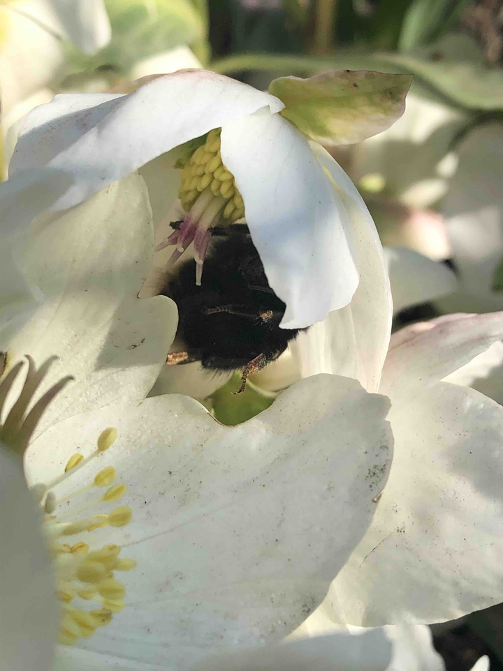 Sleeping bumblebee in hellebore flower.