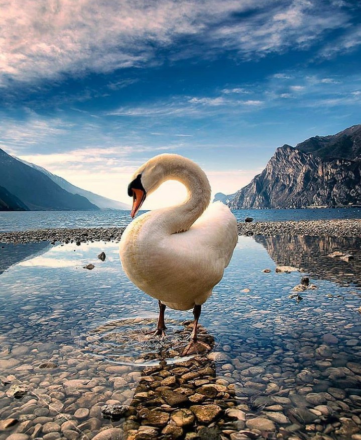 duck..