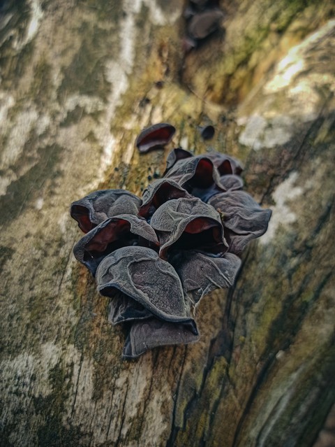 mushrooms