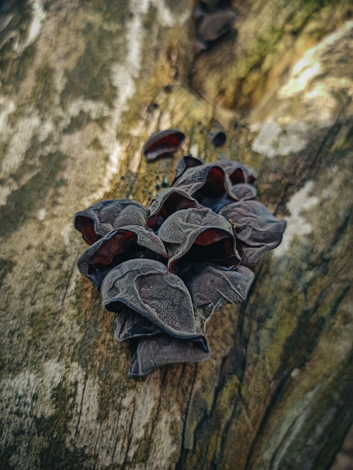mushrooms
