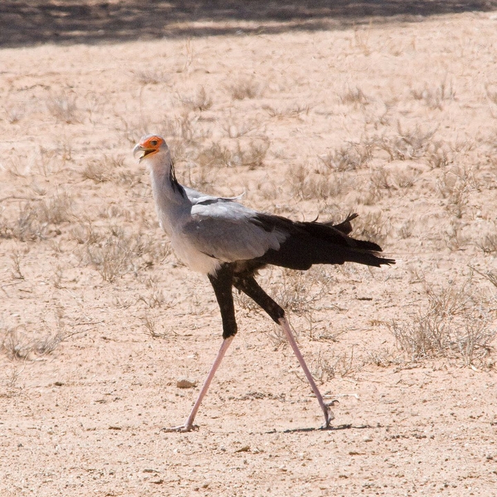 SECRETARY BIRD