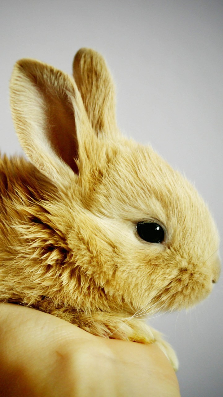 Rabbit