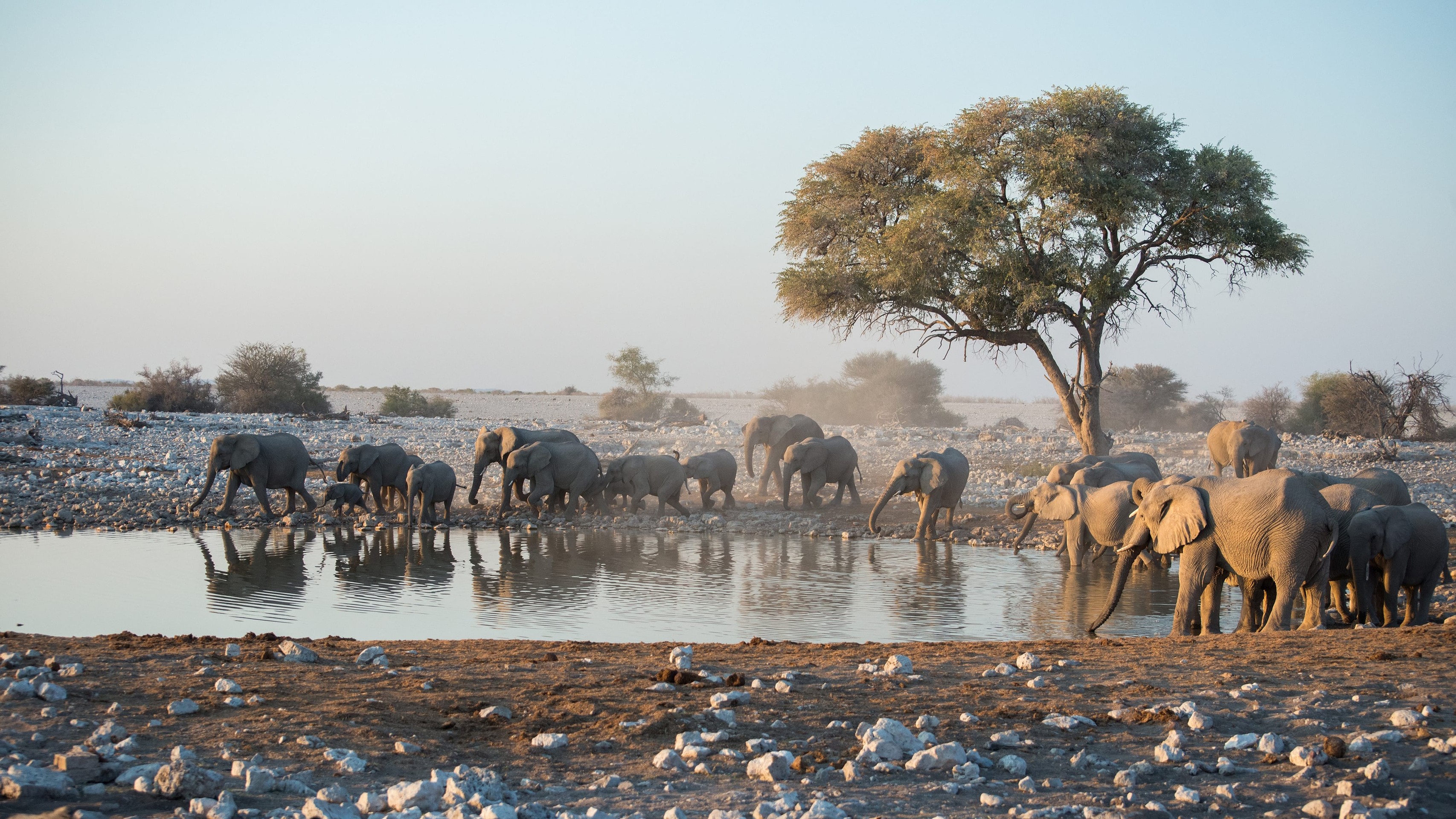 herd, wildlife Hintergrundbilder