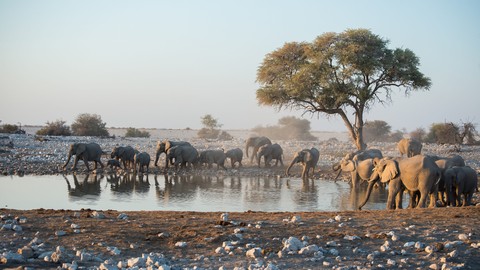 savanna, wildlife háttérképek