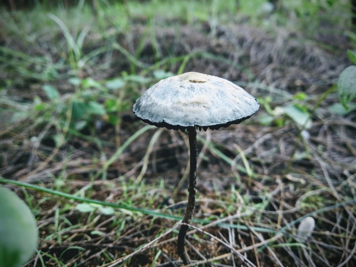 mushroom