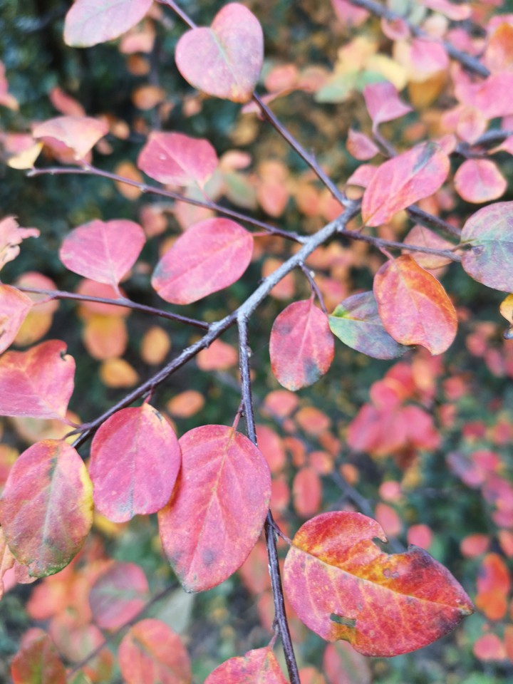 Fall