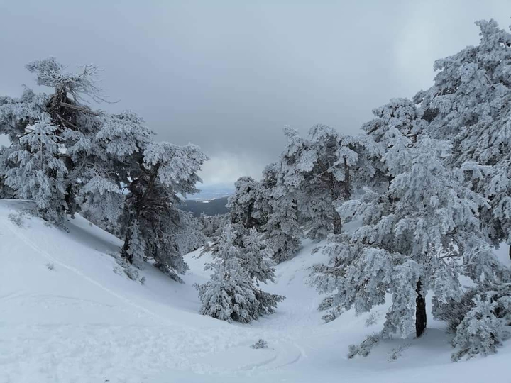 El Bosque y La Nieve