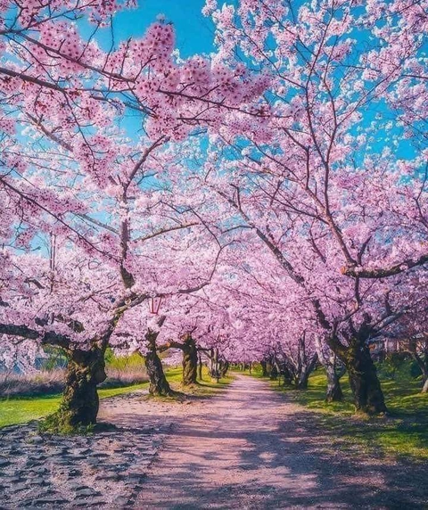 nature, flower duvar kağıtları