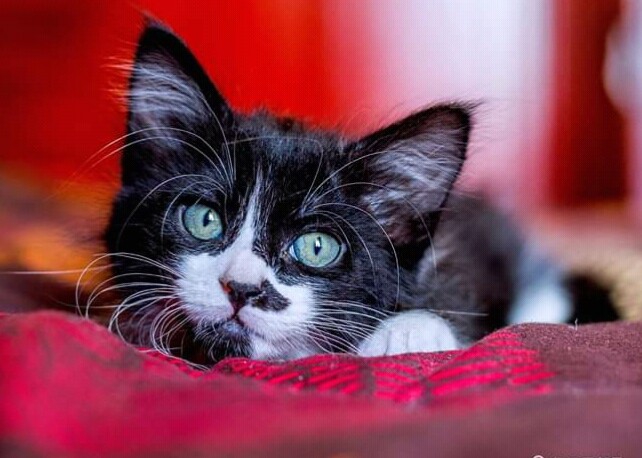 chaton⭐⭐⭐