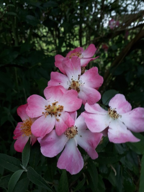 bloemen in het wild