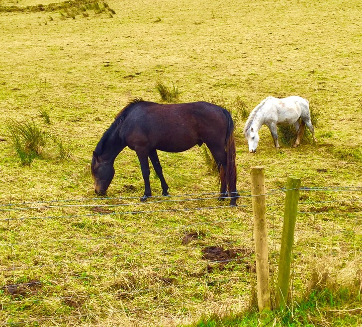 Horses